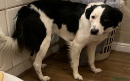 Border Collie dogs for stud: Beautiful border collie for stud -proven in Southampton - Image 11
