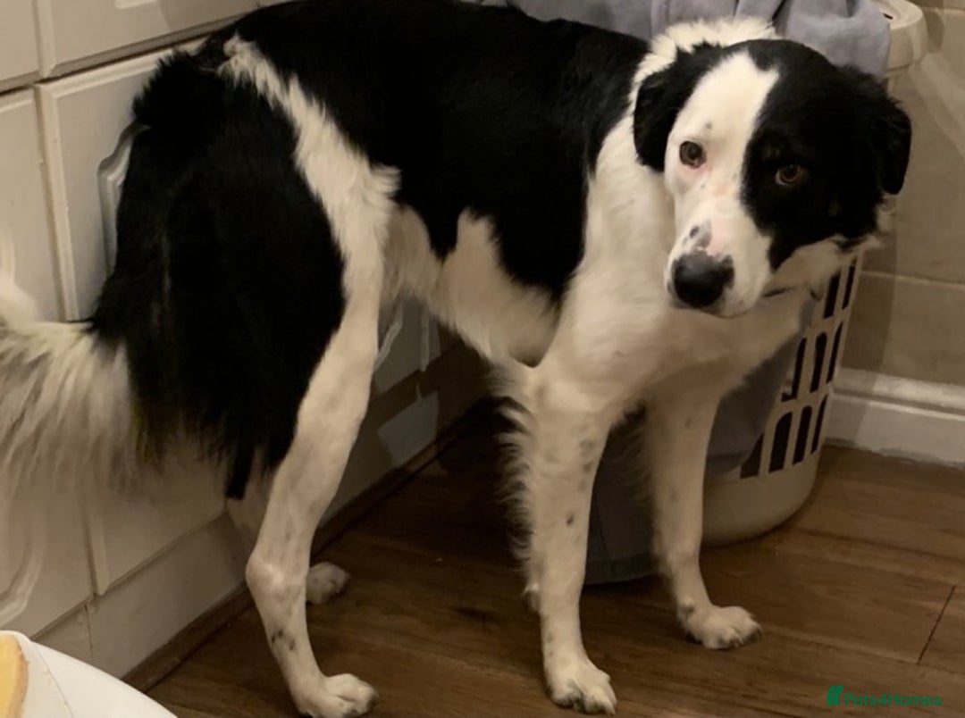Border Collie dogs for stud: Beautiful border collie for stud -proven in Southampton - Image 11