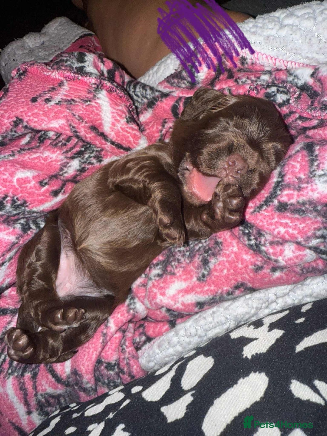 Cocker Spaniel dogs for sale: Working cocker spaniels - Image 15