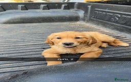 Golden Retriever dogs for sale: Golden Retriever Puppies - Image 6