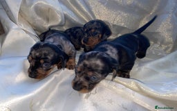 Dachshund dogs for sale: Dapple dachshund puppies for sale  - Image 8