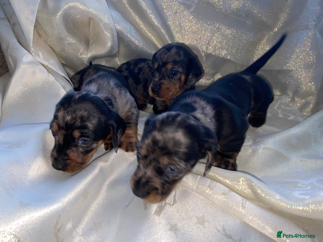 Dachshund dogs for sale: Dapple dachshund puppies for sale  - Image 8