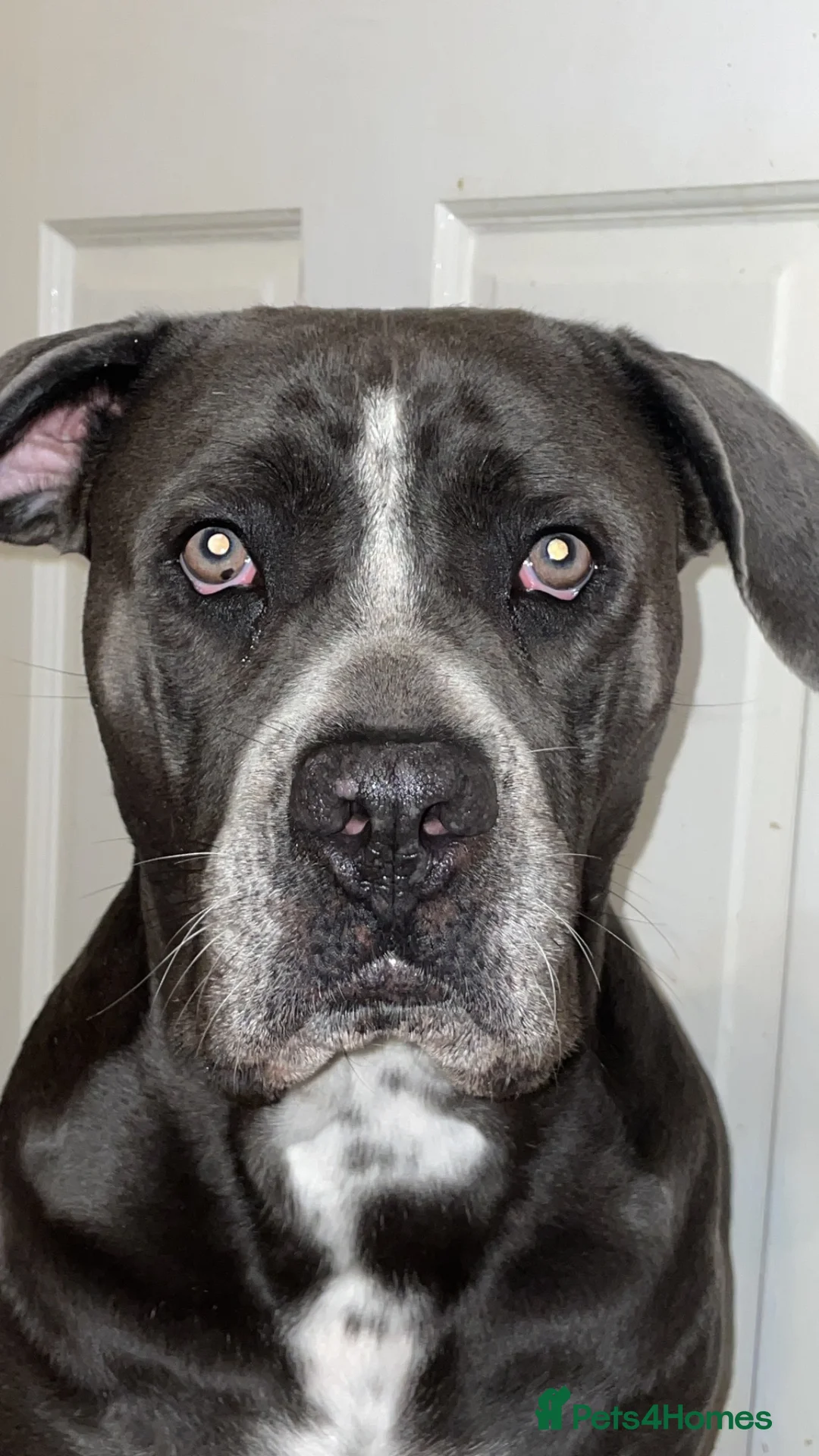 Cane Corso dogs for sale: Snowbelle(open for offers) - Advert 2