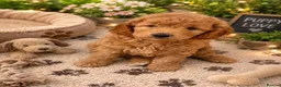 Labradoodle dogs for sale: Multi generation miniature Labradoodle - Advert 33