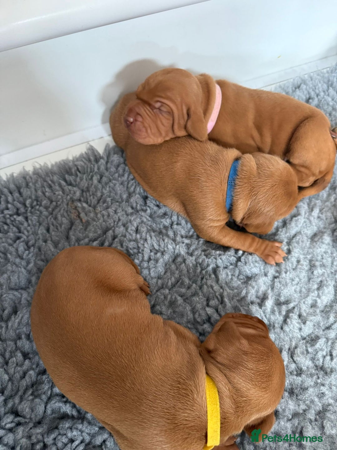 Hungarian Vizsla dogs for sale: KC regarding Hungarian Vizsla puppies - Image 8