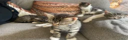 Domestic Shorthair cats for sale: 5 beautiful tabby kittens 8 weeks old  - Advert 6