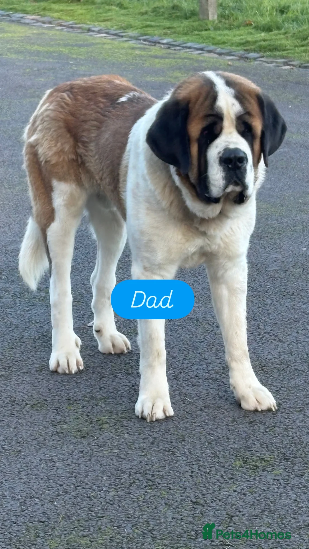 Saint Bernard dogs for sale: Chunky family raised champ blood Saint Bernard 🐶  - Advert 10