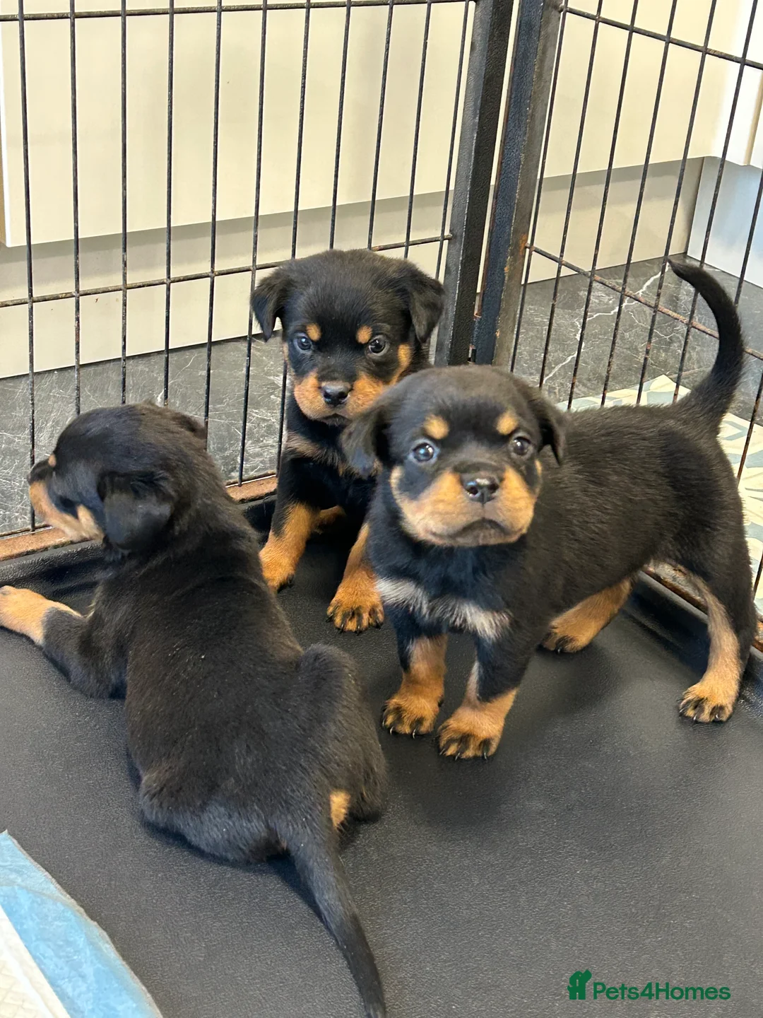 Rottweiler dogs for sale: Champion  bloodline Rottwiler Puppies  - Advert 6
