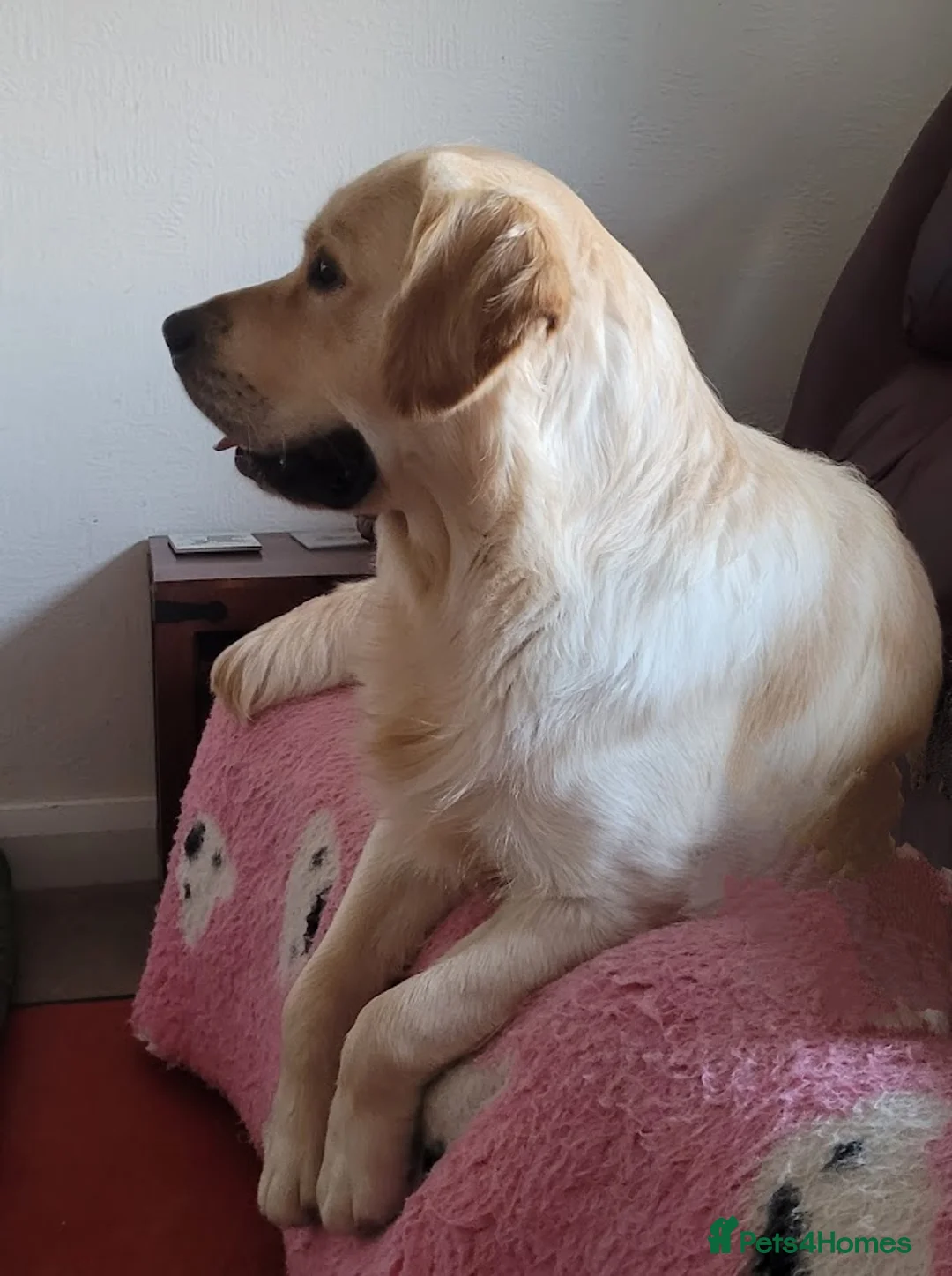 Golden Retriever dogs for stud: Cesarka Golden Retrievers in Conwy - Advert 13