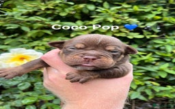 Olde English Bulldogge dogs for sale: RAINBOW OLD ENGLISH LITTER !!! - Image 12