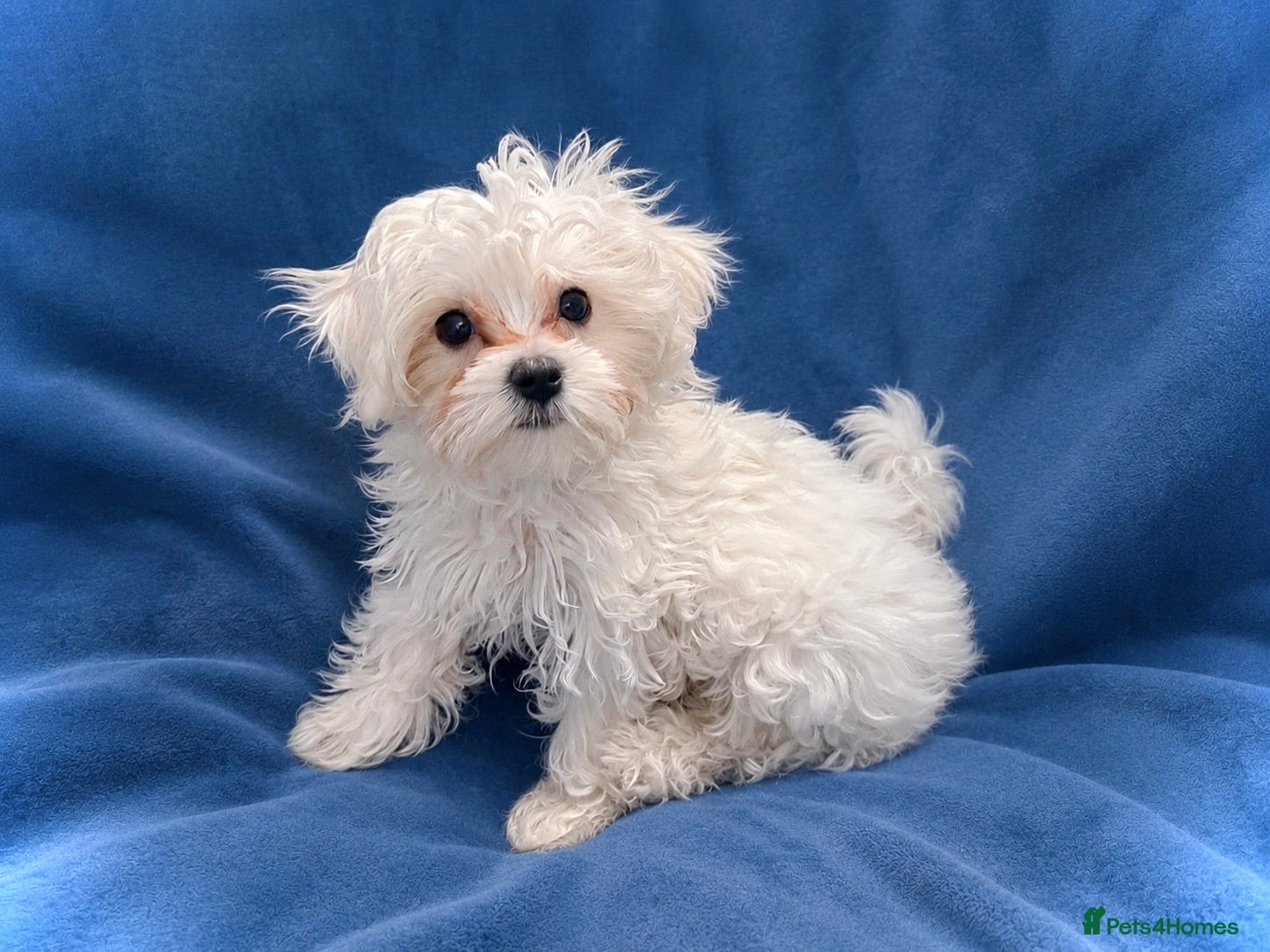 Maltese dogs 💙 KC REGISTERED BOY AVAILABLE 💙 - Advert 6