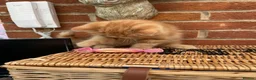 Exotic cats for sale: 💙Beautiful Exotic Shorthair Boy Kittens💙 - Advert 5
