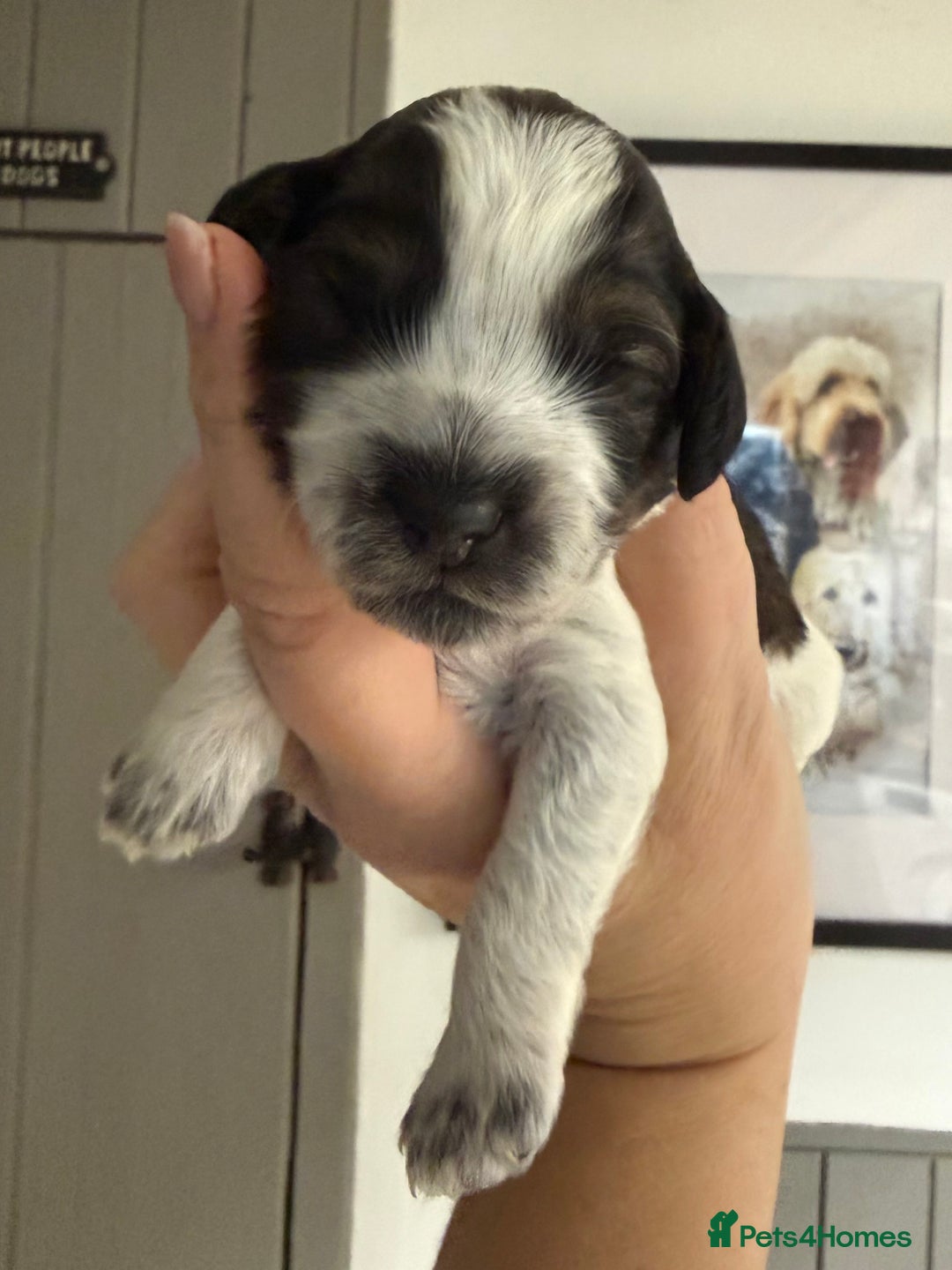 Mixed Breed dogs for sale: Miniature Parti Schnockerpoo Puppies  - Advert 14