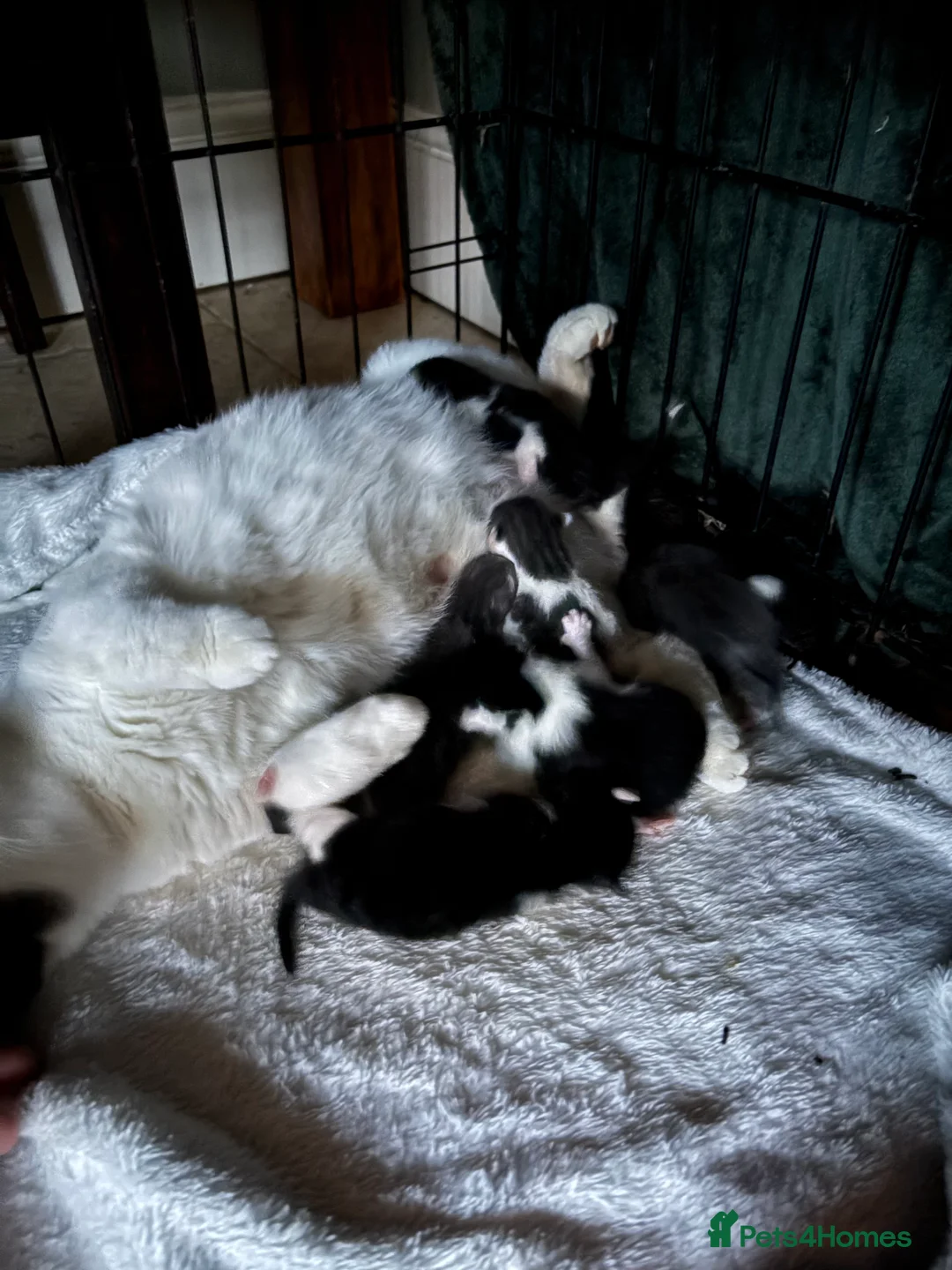 Mixed Breed cats for sale: Farm kittens for sale - Advert 3