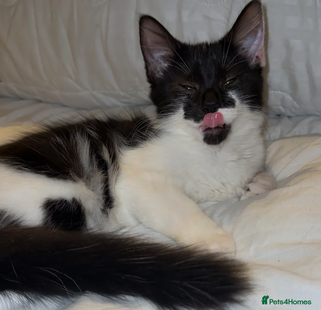 Mixed Breed cats for sale: Kittens  in Sheffield - Advert 2