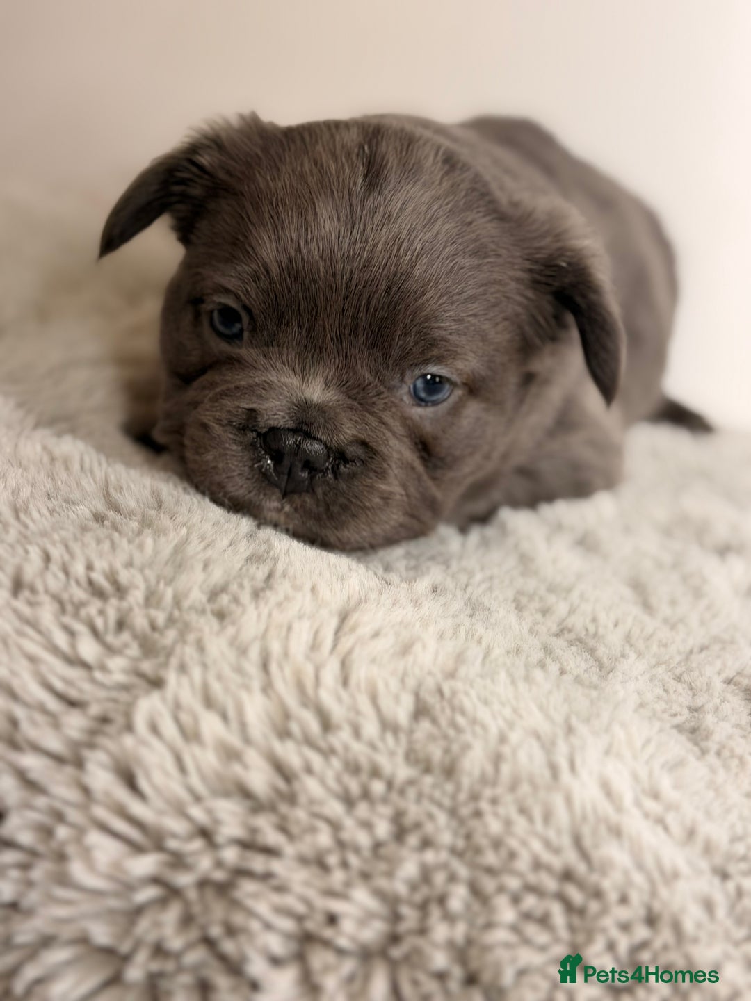 French Bulldog dogs for sale: Full visual outstanding fluffy frenchies - Advert 10