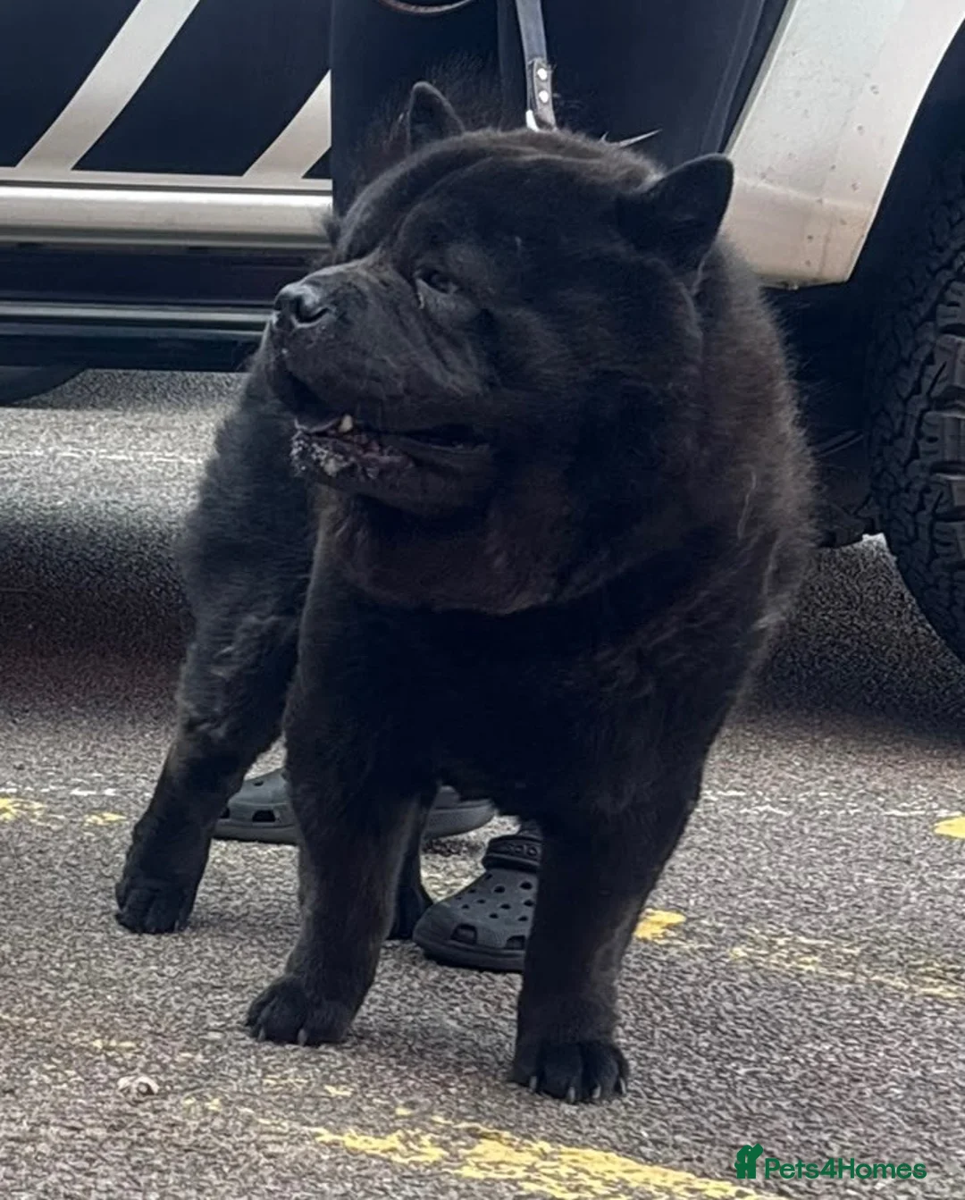 Chow Chow dogs for stud: RAVEN smooth coat chow  - Advert 2