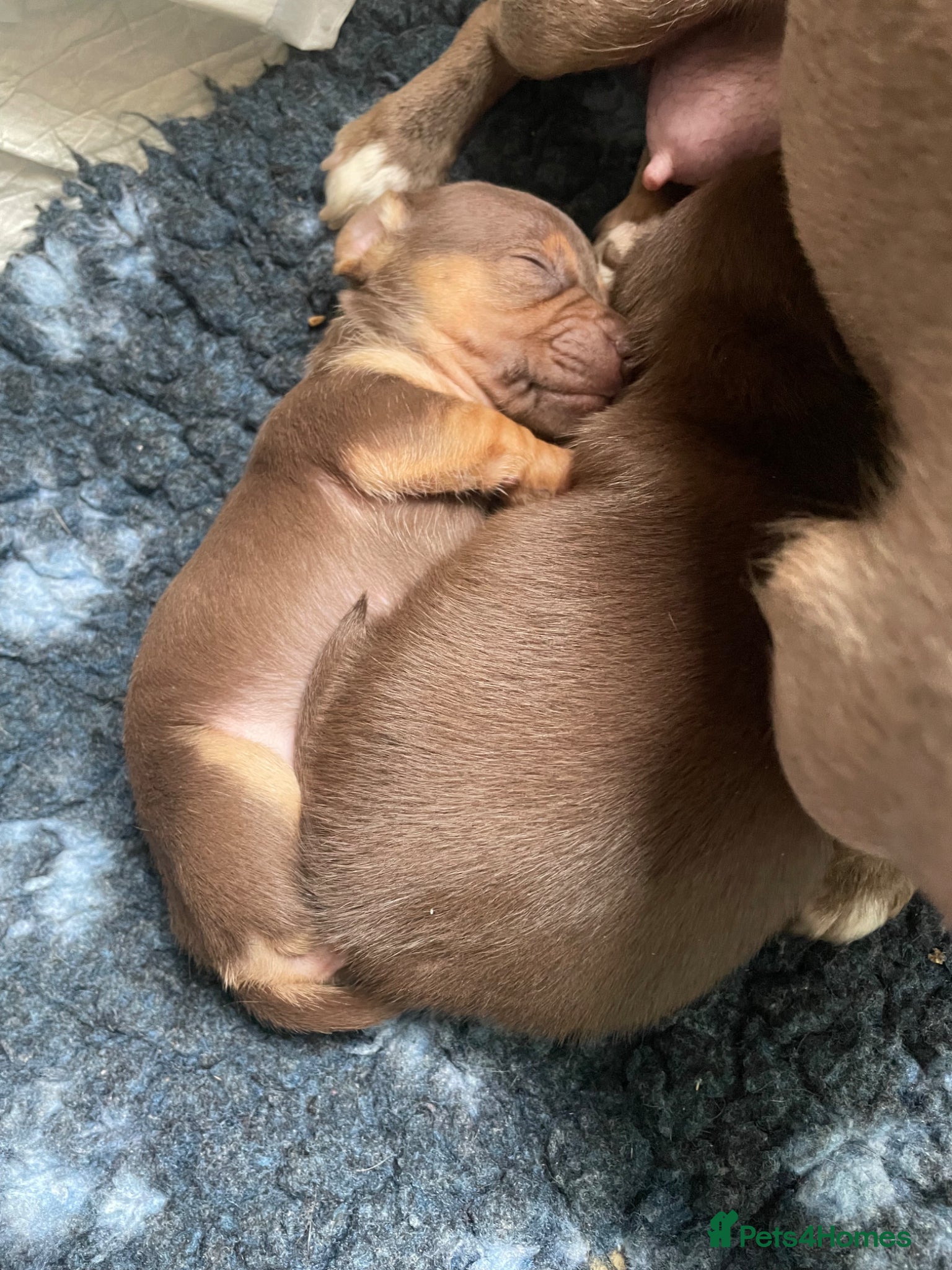 Jack Russell dogs Gorgeous Tiny Jack Russell Puppies - Advert 6