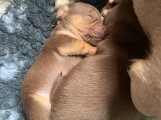 Jack Russell dogs Gorgeous Tiny Jack Russell Puppies - Advert 9