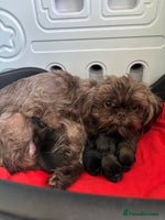 Shih Tzu dogs Imperial Shih Tzu male - Advert 10