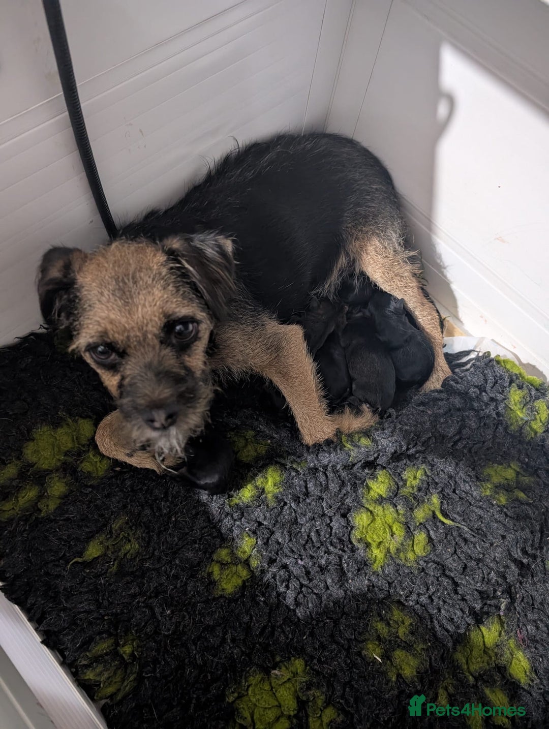 Border Terrier dogs for sale: Border Terrier pups - Advert 2