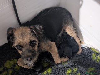 Border Terrier dogs Border Terrier pups - Advert 1