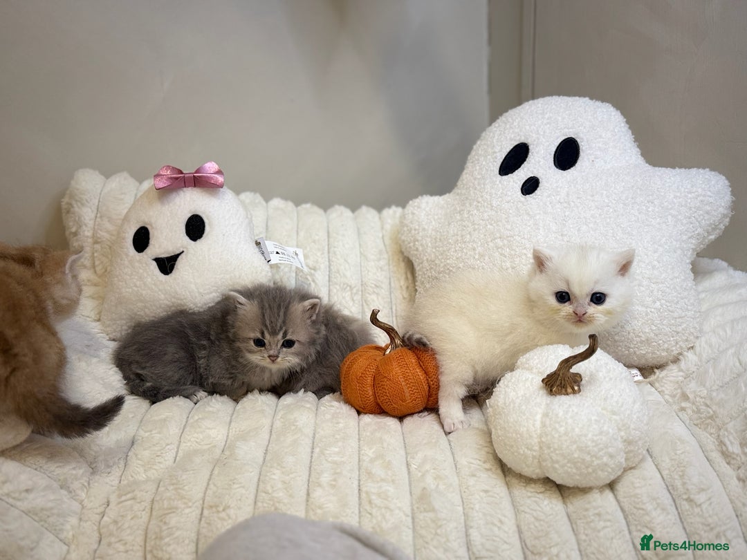 British Shorthair cats for sale: Affectionate lap cats health tested parents  - Image 10