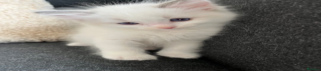 Ragdoll Kitten 1 bi colour boy