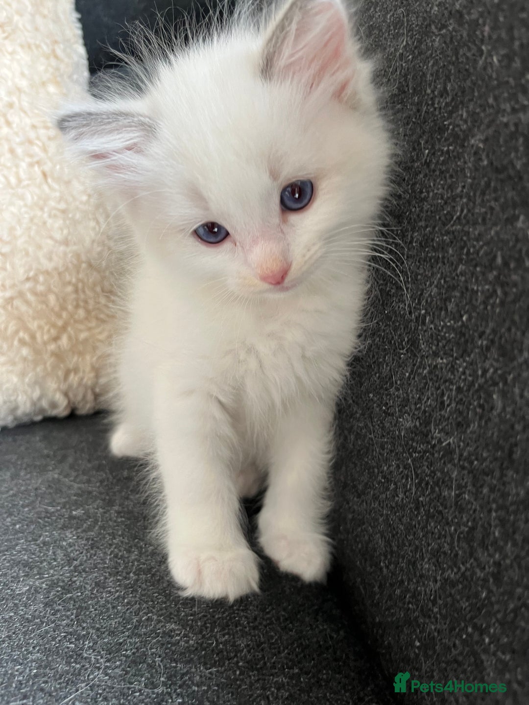 Ragdoll cats for sale: Pure Ragdoll kittens for sale london  - Image 2