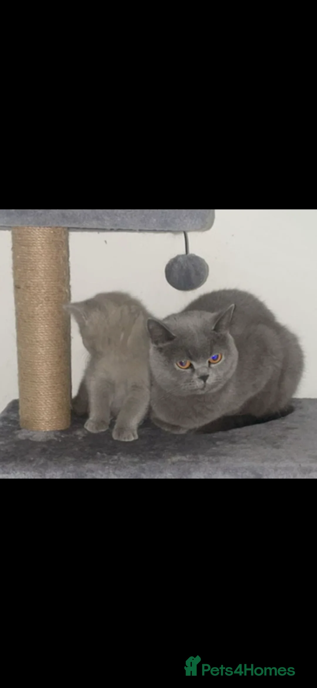 British Longhair cats for sale: Black tortie and white cinnamon carrier  - Advert 3