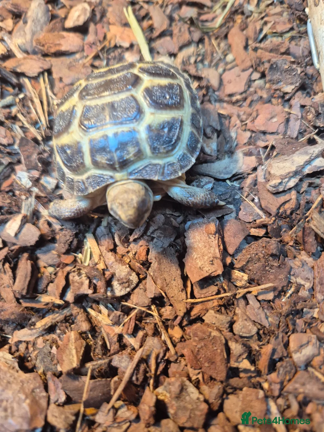 Tortoise reptiles for sale: Horsefield Tortoise in Stockton-on-Tees - Advert 4