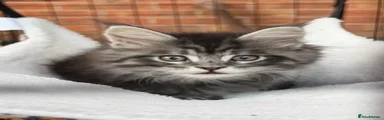 Maine Coon 1