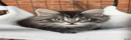 Maine Coon cats for sale: Beautiful Mainecoon kittens ready for loving homes in Rochdale - Advert 10