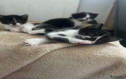 Mixed Breed cats for sale: Beautiful marking very fluffy  - Image 5