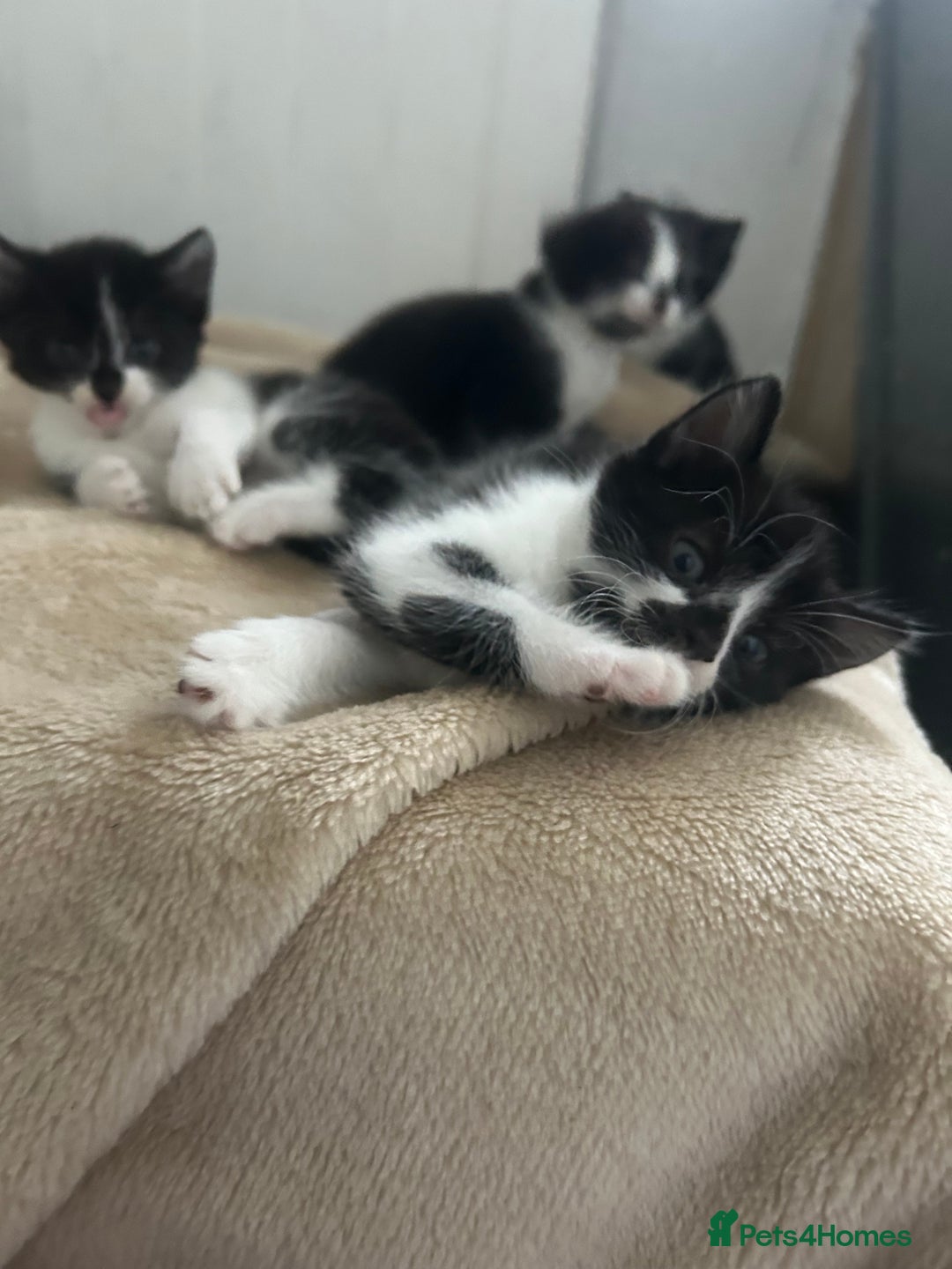 Mixed Breed cats for sale: Beautiful marking very fluffy  - Image 5