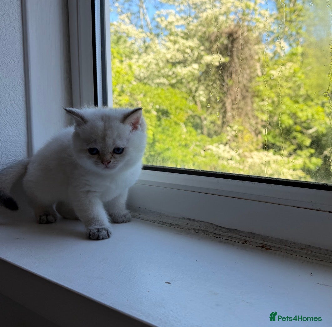 British Shorthair cats White Colourpoint 1000£  Golden shaded 2000£  - Advert 8