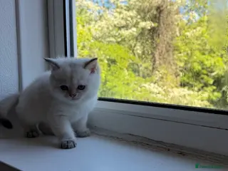 British Shorthair cats White Colourpoint 1000£ Golden shaded 2000£ - Advert 8