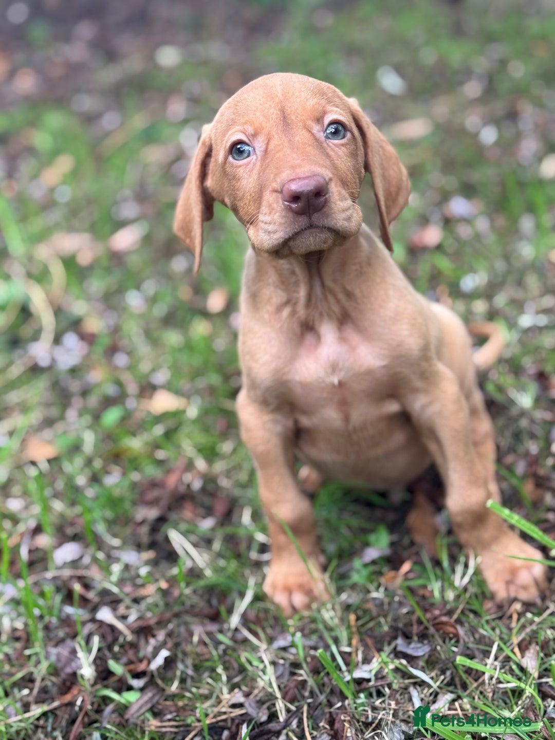 Hungarian Vizsla dogs for sale: PEDIGREE VIZSLA PUPS HIP & ELBOW TESTED PARENTS   - Image 13