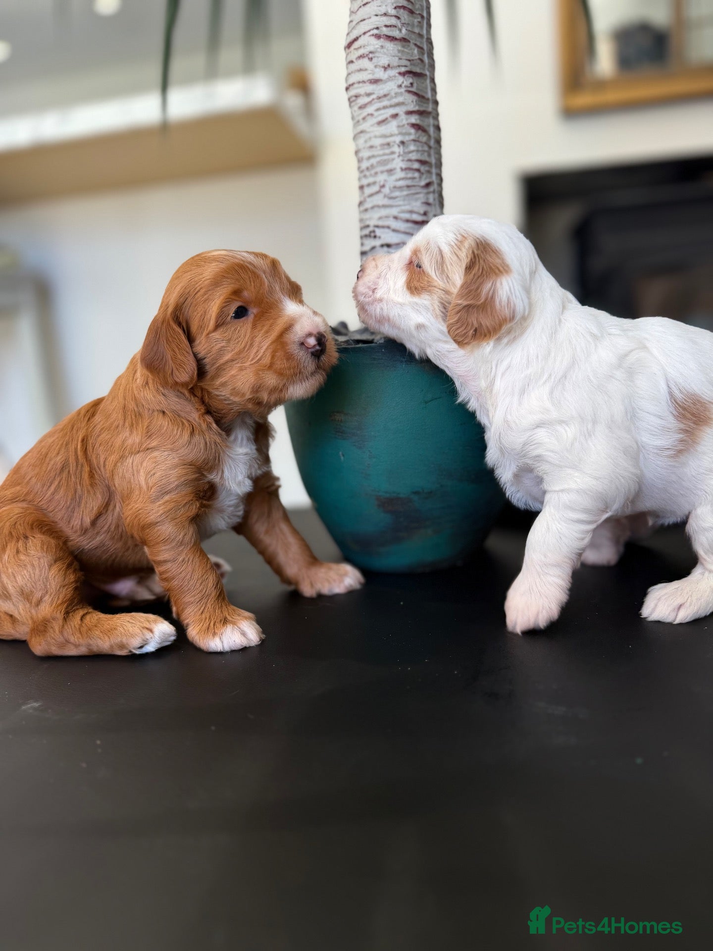 Australian Labradoodle dogs Exceptional Australian Labradoodles - Advert 2