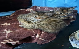 Maine Coon cats for sale: Beautiful Maine coone/bengal - Image 1