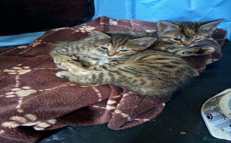 Maine Coon cats - Advert 2