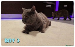 British Shorthair cats for sale: British Blue Kittens (Delivery available) - Image 6