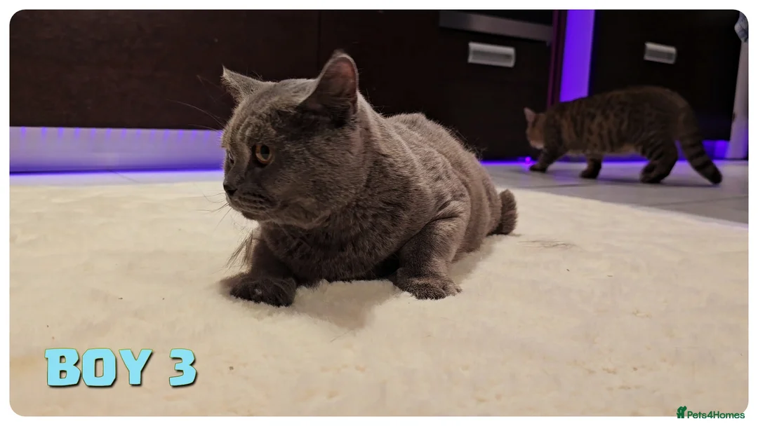 British Shorthair cats for sale: British Blue Kittens - Advert 8