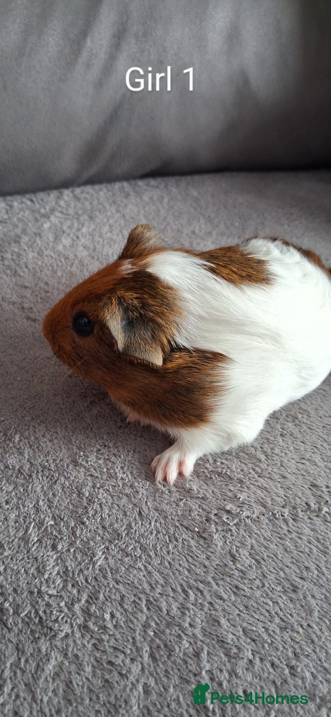Guinea Pig rodents for sale: 3 girls 5 boys ready to leave - Image 2