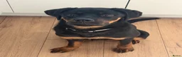 Rottweiler dogs for sale: Nala 6 months old  in Pickering - Advert 3