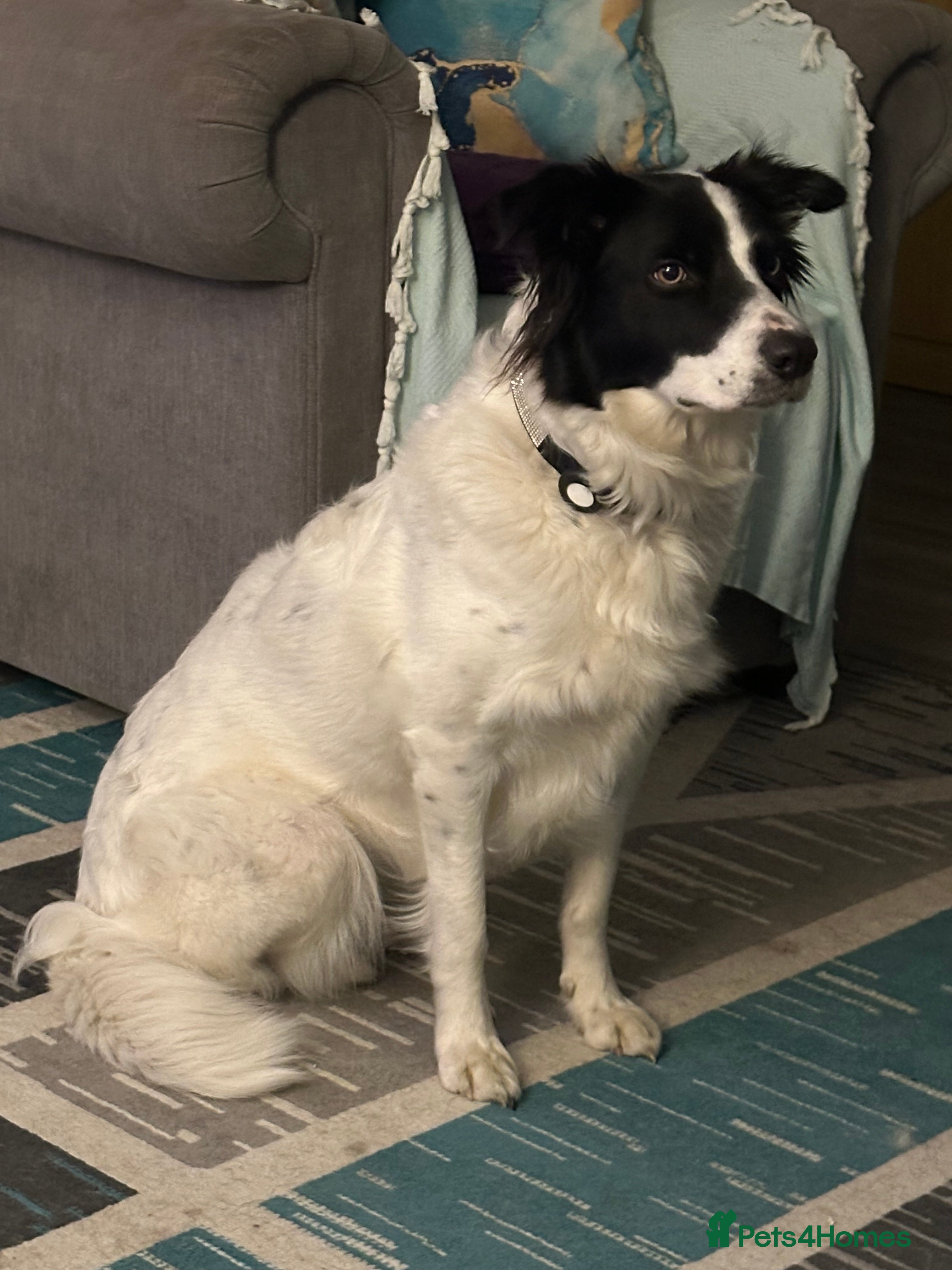 Border Collie dogs Beautiful Border Collies - Advert 1