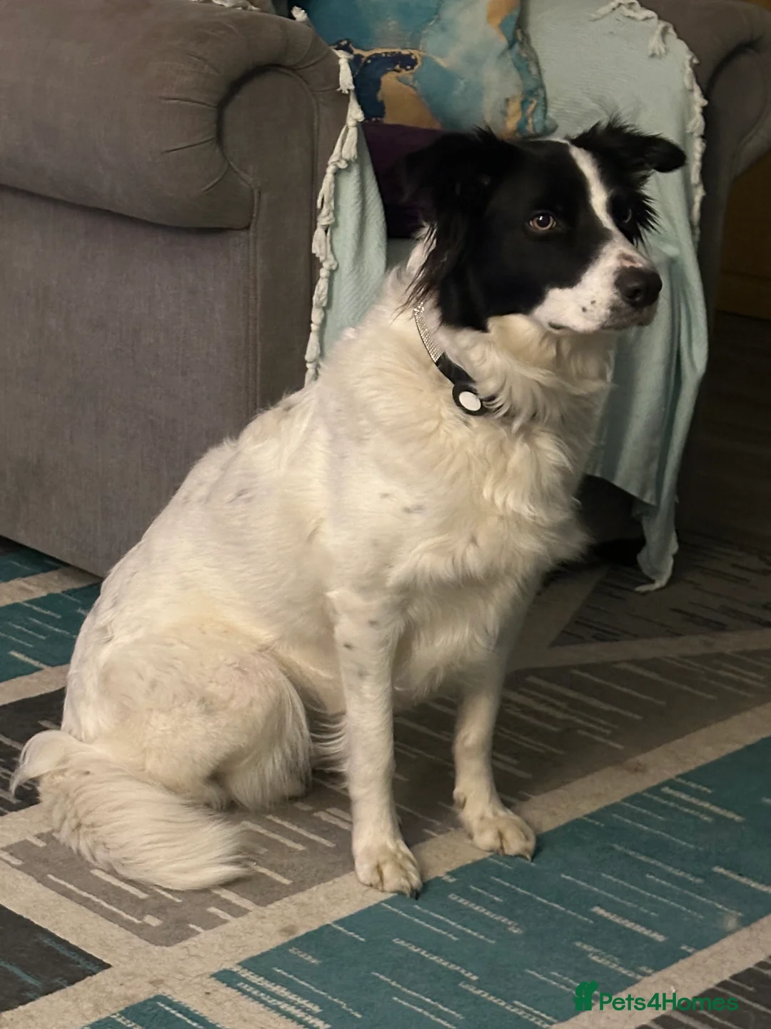 Border Collie dogs for sale: Beautiful Border Collies - Advert 1