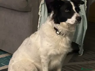 Border Collie dogs Beautiful Border Collies - Advert 1