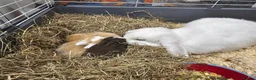 Mixed Breed rabbits for sale: 3 baby bunnies ready for their forever home - Advert 8