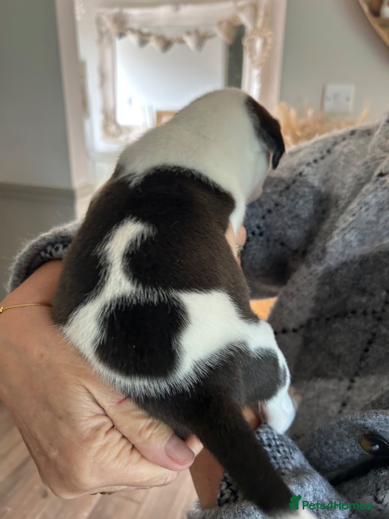 Mixed Breed dogs for sale: Last two puppies  remaining  - Advert 16